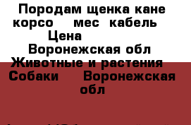 Породам щенка кане корсо (9 мес. кабель) › Цена ­ 15 000 - Воронежская обл. Животные и растения » Собаки   . Воронежская обл.